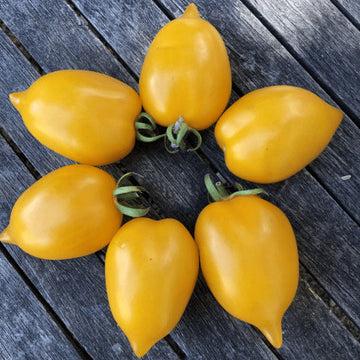 Organic 'Wonderlight' Tomato