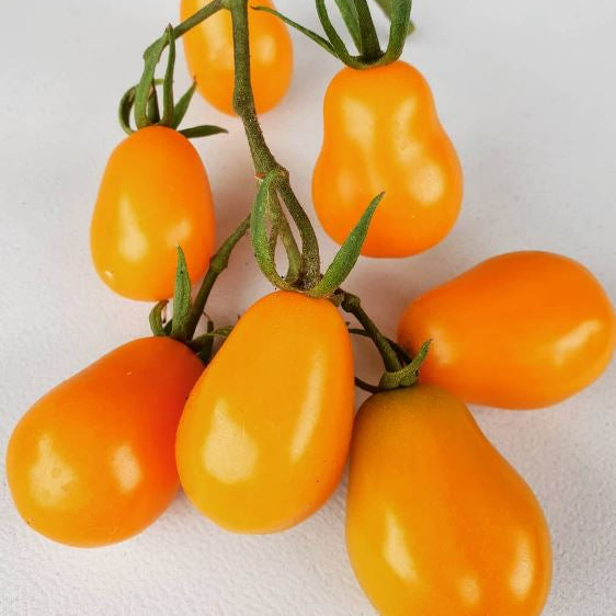 Tomate 'Yellow Bell' bio