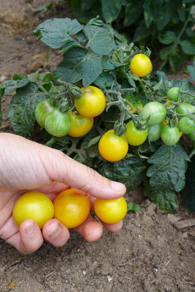 Tomate cerise jaune 'Canary'