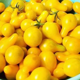 Organic 'Yellow Pear' Tomato