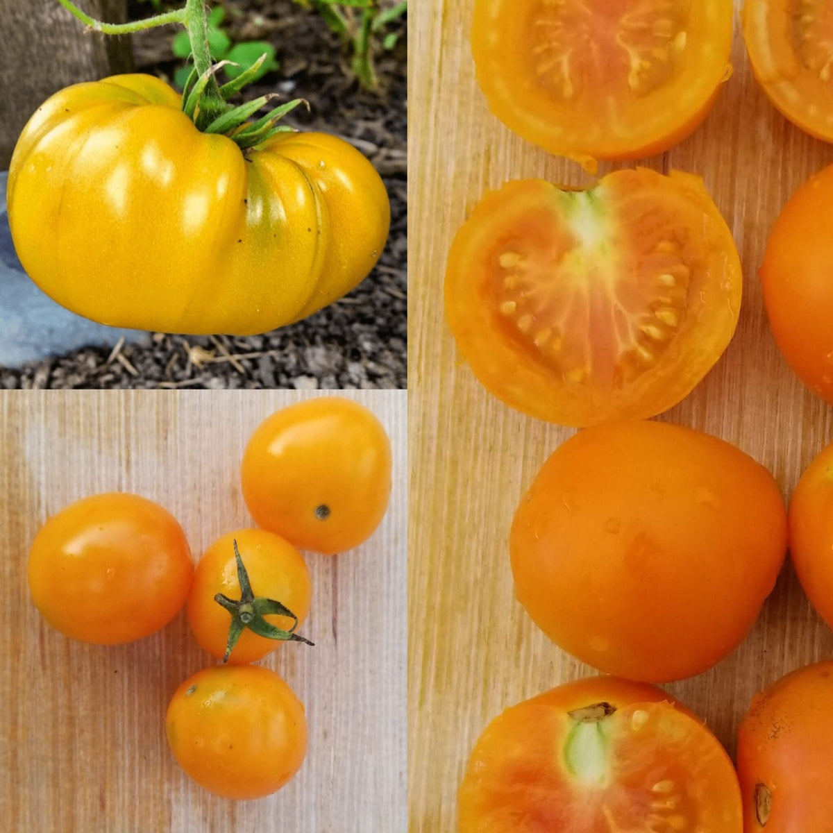 Tomate 'Yellow Mix' bio