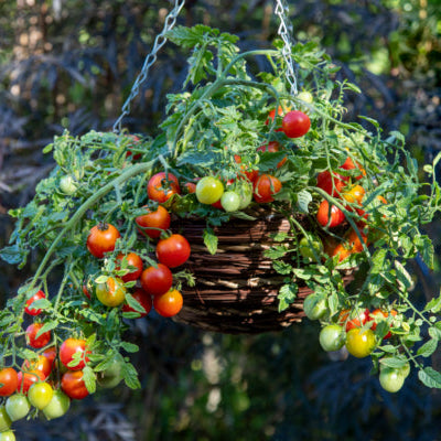 Photo de Tomate cerise Cherry Blast F1. La couleur caractéristique est : rouge. Le visuel permet d'observer les contours, les teintes et la disposition des éléments présentés. Les détails de forme et les contrastes donnent un aperçu de l'apparence de cette plante ou de sa récolte. Cette photographie accompagne la variété nommée afin de l'identifier dans la sélection de semences.