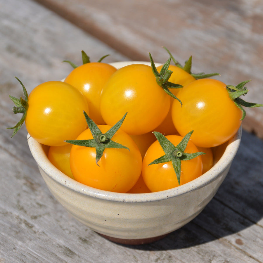 Tomate Cerise 'Gold Nugget' bio