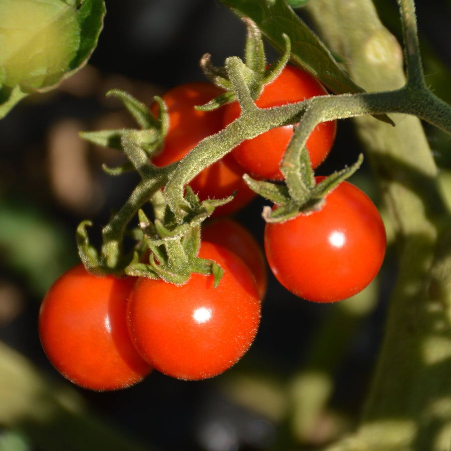 Tomate Cerise 'Matt's Wild Cherry' bio