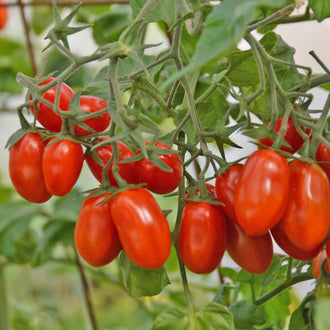 Tomate Raisin Red Pearl. Grappes de petites tomates rouges ovales sur le plant. Le cadrage permet de voir les formes, les couleurs et les détails du sujet représenté. Les contours se détachent du fond de l’image, avec des différences de teinte et de texture visibles sur les surfaces. Cette vue accompagne la présentation du produit dans la boutique.