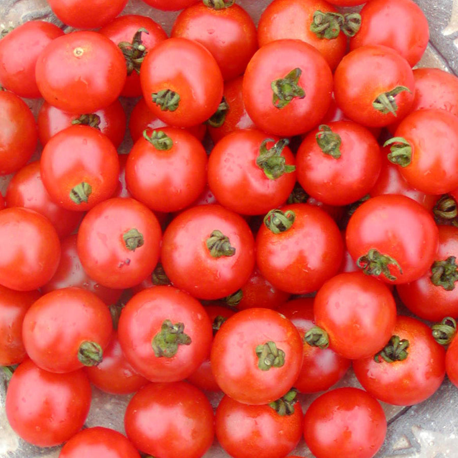 Tomate Cerise 'Sub-Arctic' bio