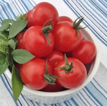 Cherry Tomato Sugar Gloss F1