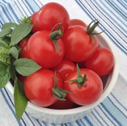 Cherry Tomato Sugar Gloss F1