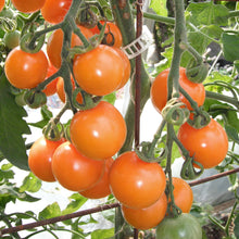 Tomate Cerise Sungold. Grappes de tomates orange sur leur plant. Le cadrage permet de voir les formes, les couleurs et les détails du sujet représenté. Les contours se détachent du fond de l’image, avec des différences de teinte et de texture visibles sur les surfaces. Cette vue accompagne la présentation du produit dans la boutique.