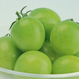Tomate cerise Sungreen F1