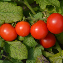 Organic 'Tiny Tim' Cocktail Tomato