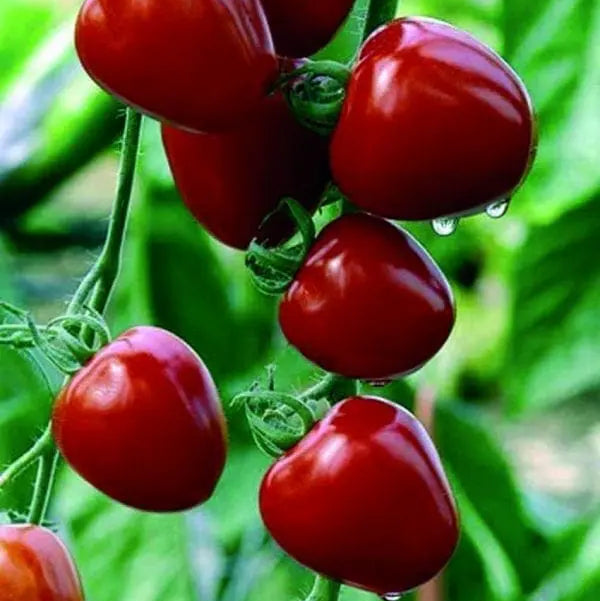 Photo de Tomate cerise Tomatoberry Garden F1. La couleur caractéristique est : rouge. Le visuel permet d’observer les contours, les teintes et la disposition des éléments présentés. Les détails de forme et les contrastes donnent un aperçu de l’apparence de cette plante ou de sa récolte. Cette photographie accompagne la variété nommée afin de l’identifier dans la sélection de semences.