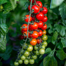 Tomate cerise 'Toronjina' F1 bio