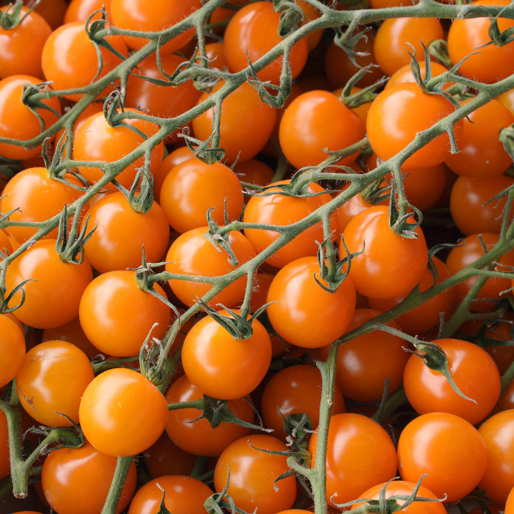 Tomate cerise orange