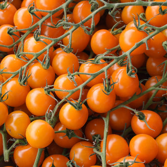 Photographie de Tomate cerise orange (Solanum lycopersicum), sélection proposée en semences W.H. Perron. Le visuel présente l’apparence de la plante ou de sa récolte et permet d’en observer les formes et les couleurs. Cette vue illustre les caractéristiques visibles de la sélection, dans une présentation destinée à accompagner son identification et à montrer son intérêt au jardin.
