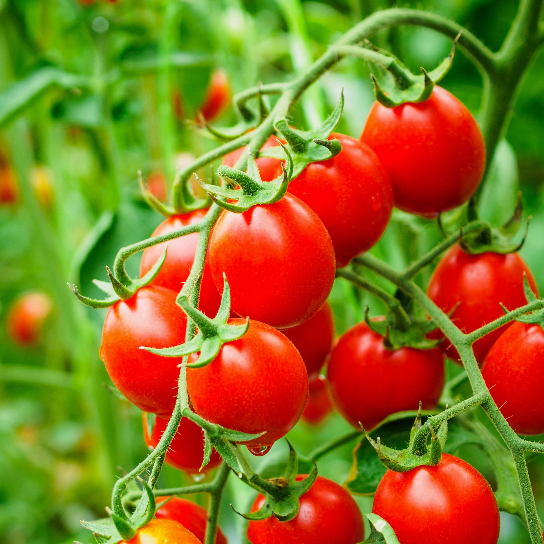 Tomate cerise rouge F1 bio