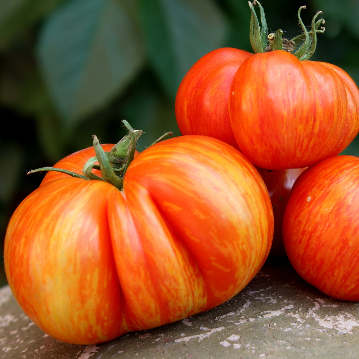 Photographie de Tomate du patrimoine rayée (Solanum lycopersicum), sélection proposée en semences W.H. Perron. Le visuel présente l’apparence de la plante ou de sa récolte et permet d’en observer les formes et les couleurs. Cette vue illustre les caractéristiques visibles de la sélection, dans une présentation destinée à accompagner son identification et à montrer son intérêt au jardin.