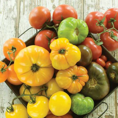Organic large fruit tomato mix