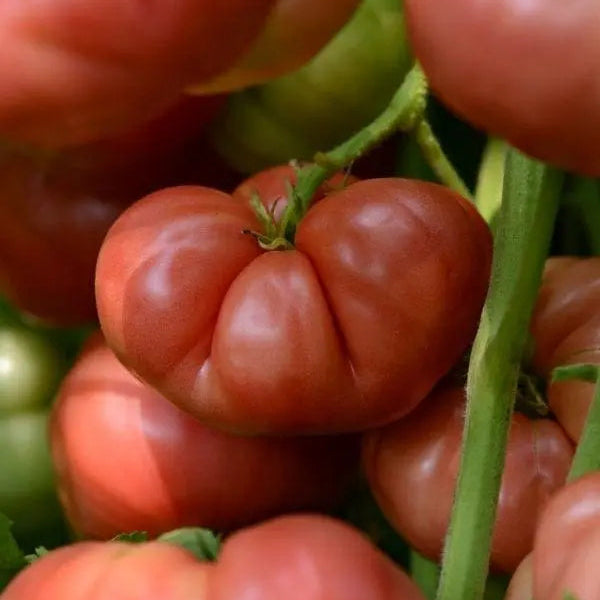 Tomato (heirloom) Marriage Big Brandy F1