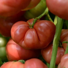 Tomato (heirloom) Marriage Big Brandy F1