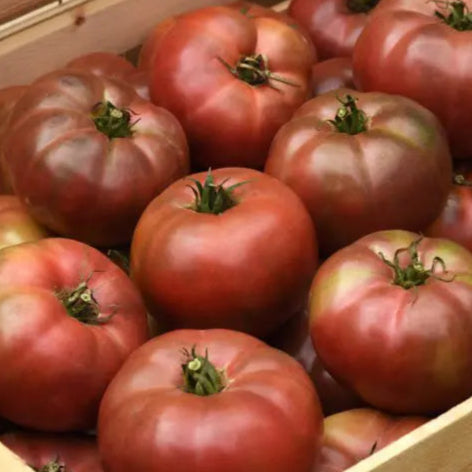 Photo de Tomate hybride 'Darkstar'. La tomate 'Darkstar' F1 associe des fruits pourpres à la vigueur d'un grand plant indéterminé. La couleur caractéristique est : pourpre. Le visuel permet d'observer les contours, les teintes et la disposition des éléments présentés. Les détails de forme et les contrastes donnent un aperçu de l'apparence de cette plante ou de sa récolte.