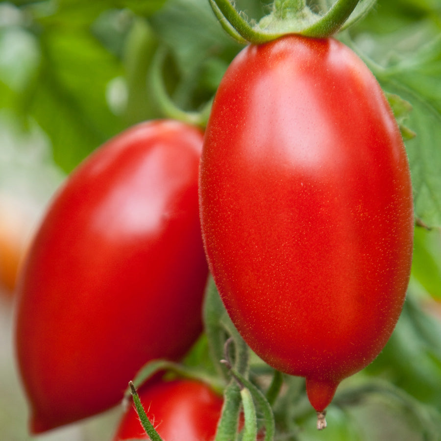 Organic Italian 'Amish' Tomato