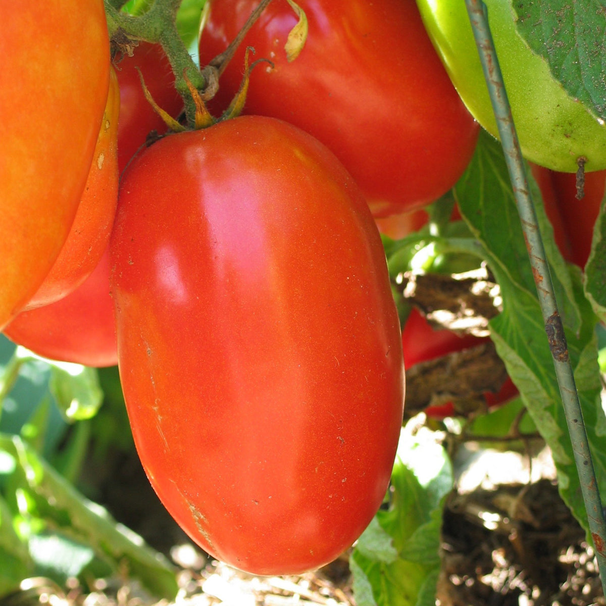 Organic Italian 'Aunt Mary's Paste' Tomato