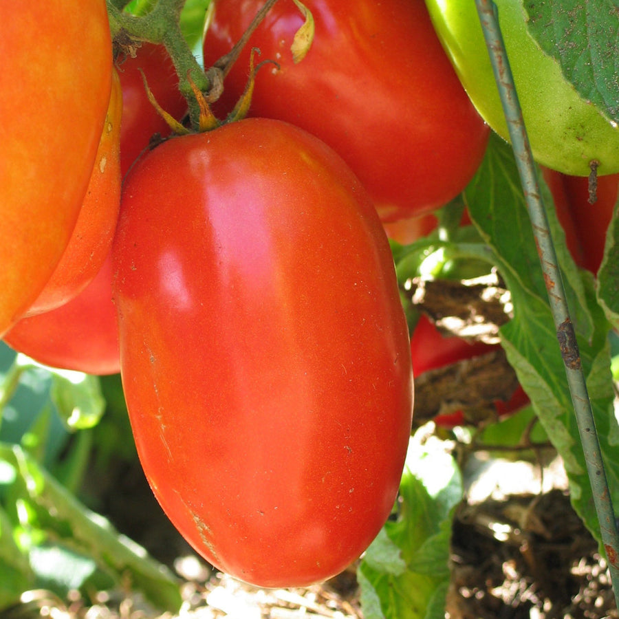 Tomate Italienne 'Aunt Mary's Paste' bio