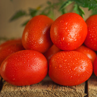 Photographie de Tomate italienne (Solanum lycopersicum ‘Plum Regal’), sélection proposée en semences W.H. Perron. Le visuel présente l’apparence de la plante ou de sa récolte et permet d’en observer les formes et les couleurs. Cette vue illustre les caractéristiques visibles de la sélection, dans une présentation destinée à accompagner son identification et à montrer son intérêt au jardin.