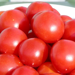 Tomate Cocktail 'Principe Borghese' bio