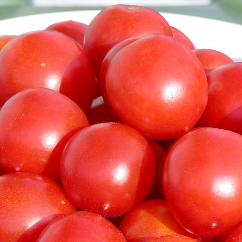 Tomate Cocktail 'Principe Borghese' bio
