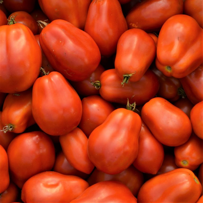 Tomate Italienne 'Roma' bio