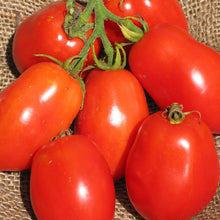 Organic Italian 'Ropreco Paste' Tomato