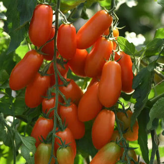 Photo de Tomate italienne 'San Marzano Marzito' F1. La couleur caractéristique est : rouge. Le visuel permet d'observer les contours, les teintes et la disposition des éléments présentés. Les détails de forme et les contrastes donnent un aperçu de l'apparence de cette plante ou de sa récolte. Cette photographie accompagne la variété nommée afin de l'identifier dans la sélection de semences.