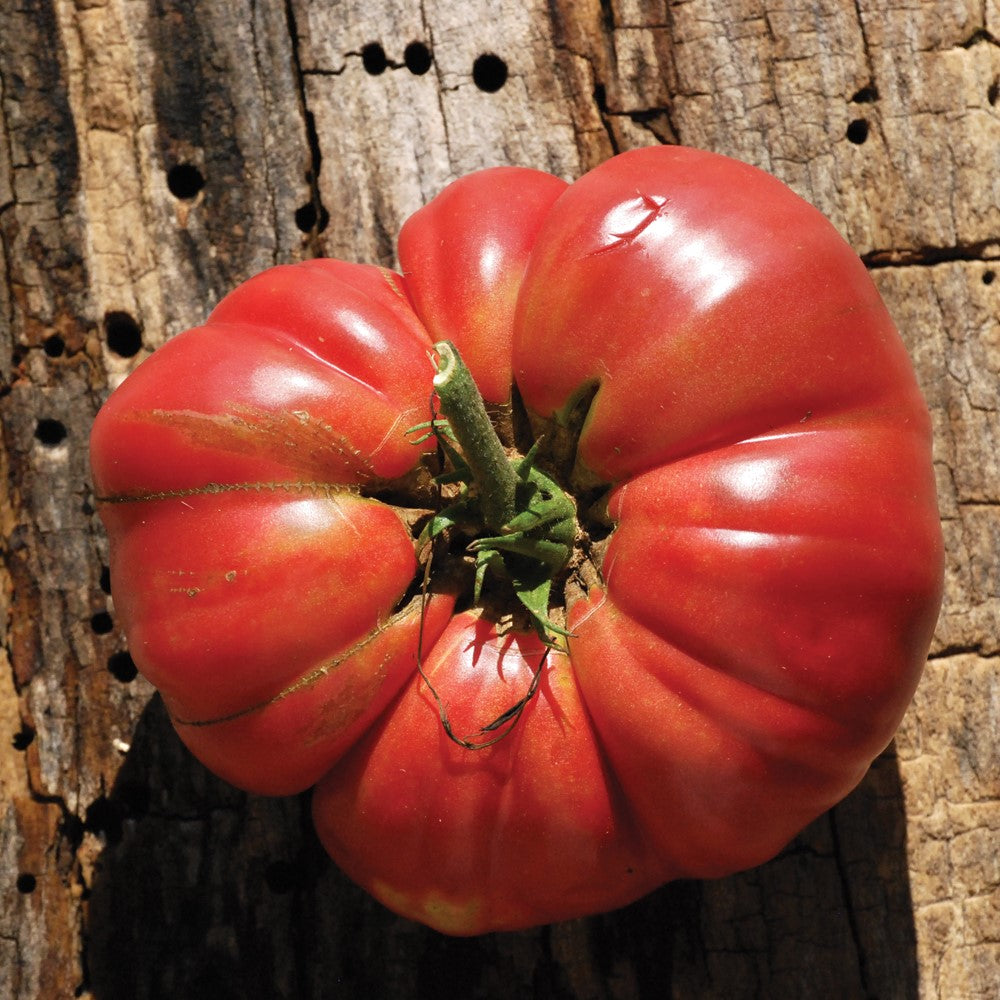 Organic 'Mémé de Beauce' Tomato