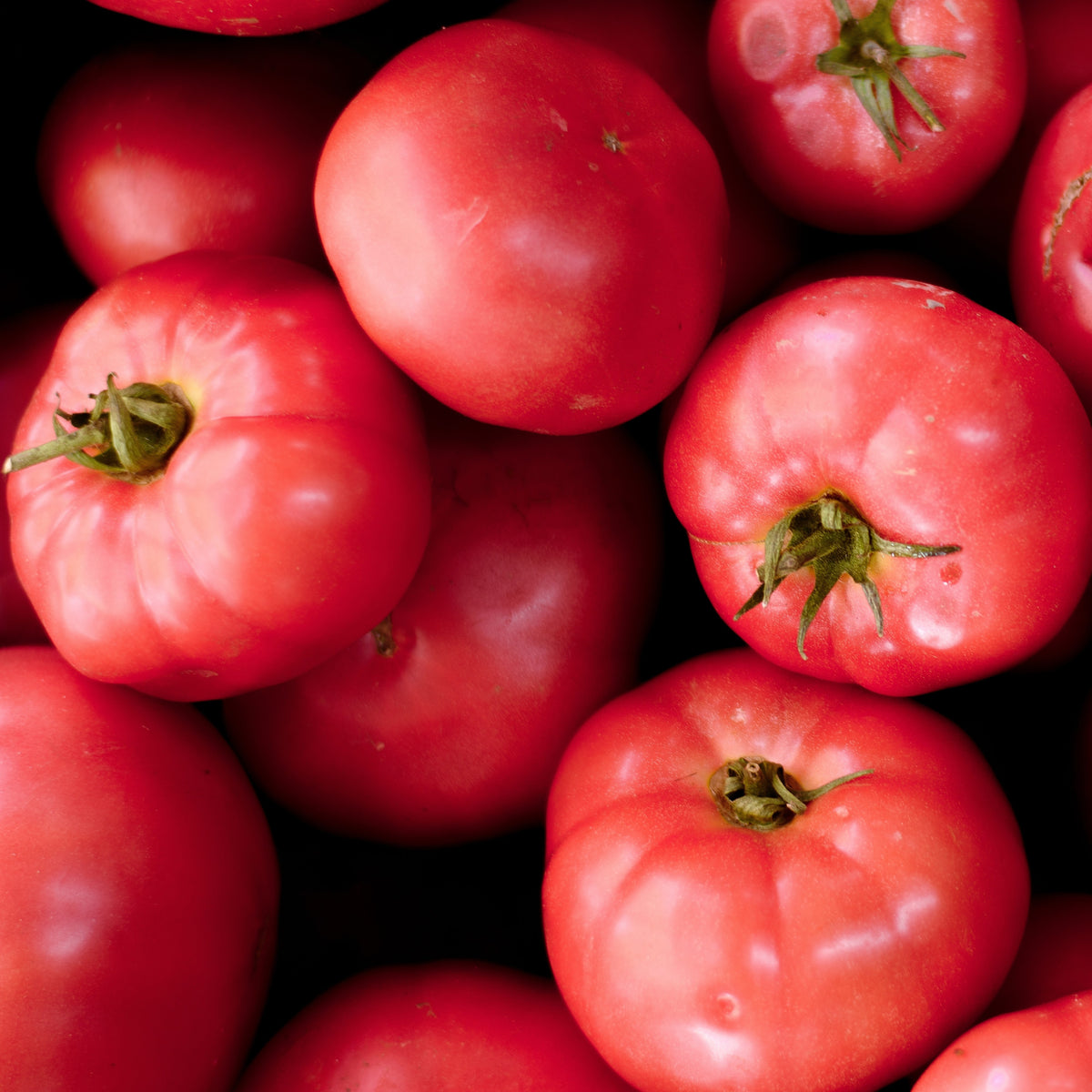 Photographie de Tomate rose (Solanum lycopersicum ‘Pink Girl’), sélection proposée en semences W.H. Perron. Le visuel présente l’apparence de la plante ou de sa récolte et permet d’en observer les formes et les couleurs. Cette vue illustre les caractéristiques visibles de la sélection, dans une présentation destinée à accompagner son identification et à montrer son intérêt au jardin.