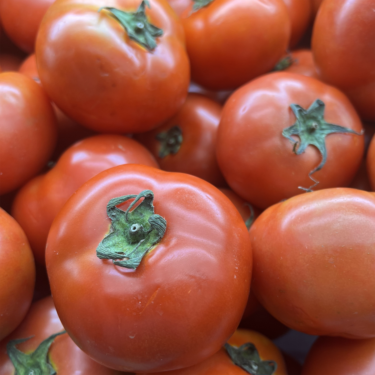 Tomate rouge Better Boy