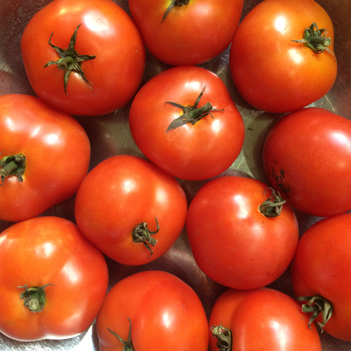 Organic 'Czech's Bush' Tomato