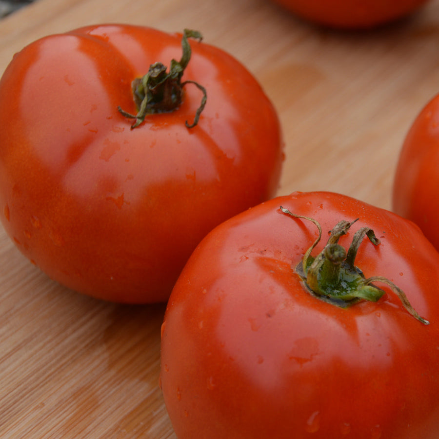 Tomate 'Manitoba' bio