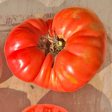 Organic Beefsteak Tomato 'Mémé de Beauce'