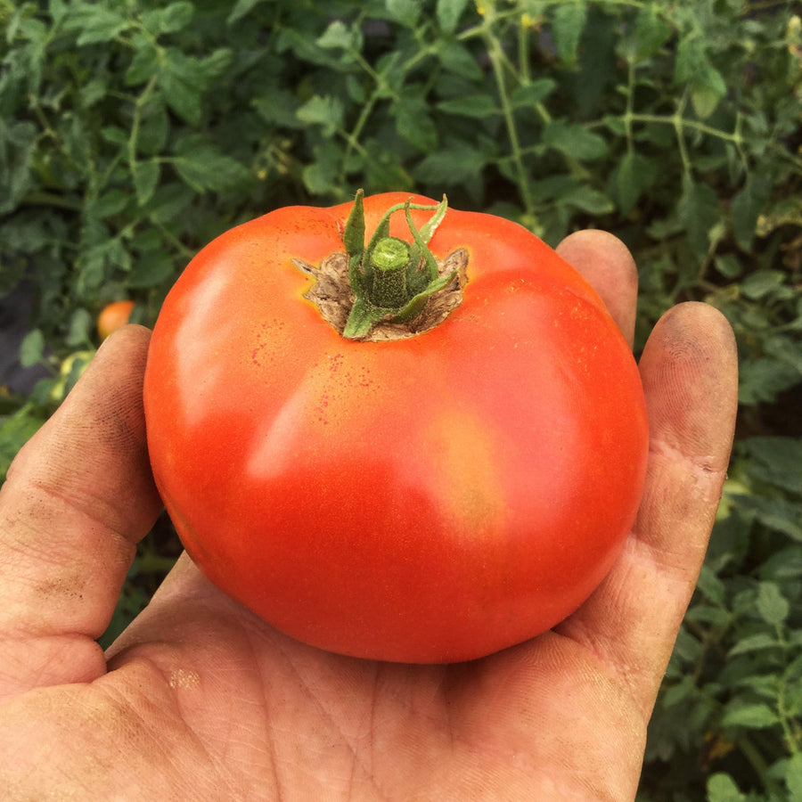 Tomate 'Merveille des Marchés' bio