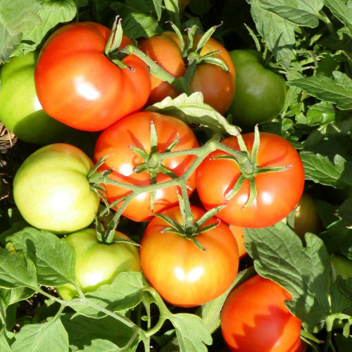 Tomate 'Mountain Princess' bio