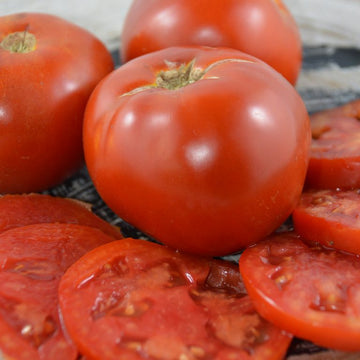 Tomate 'Moskvich' bio