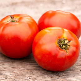 Tomate 'Plourde' bio