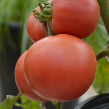 Organic 'Rose Aimée' Tomato