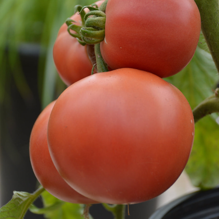 Tomate 'Rose Aimée' bio