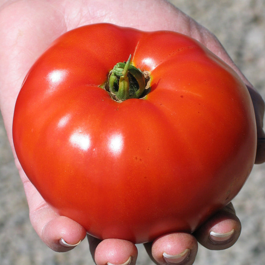 Tomate 'Siletz' bio