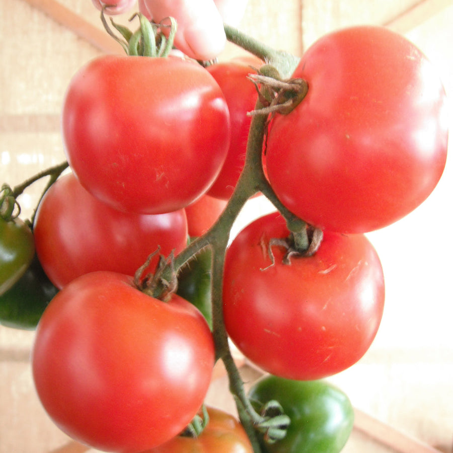 Tomate 'Stupice' bio