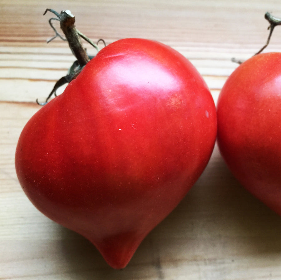 Tomate Cœur de Bœuf 'Téton de Vénus' bio