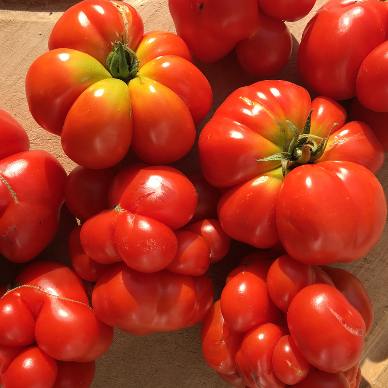 Organic 'Traveler' Tomato